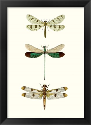 Framed Entomology Series VII Print