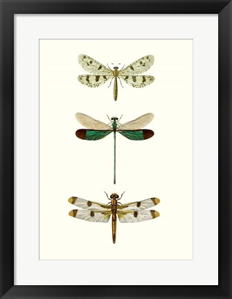 Framed Entomology Series VII Print