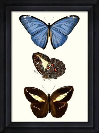 Framed Entomology Series VIII Print