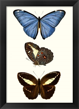 Framed Entomology Series VIII Print