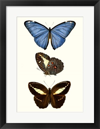 Framed Entomology Series VIII Print