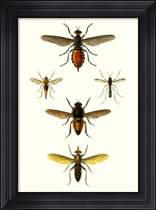 Framed Entomology Series IX Print