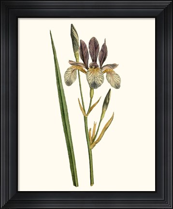 Framed Antique Iris I Print