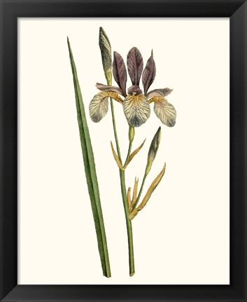 Framed Antique Iris I Print