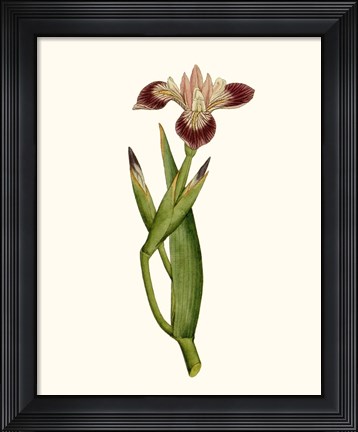Framed Antique Iris II Print