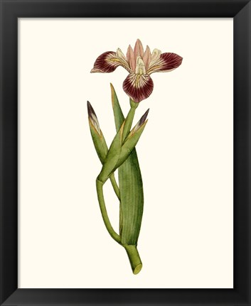 Framed Antique Iris II Print