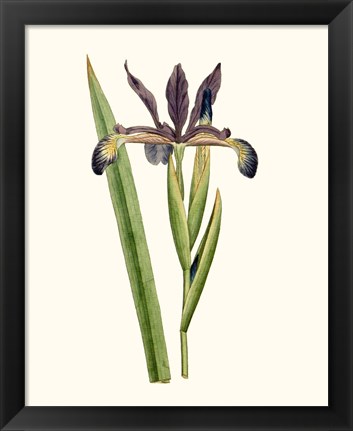 Framed Antique Iris III Print