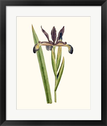 Framed Antique Iris III Print