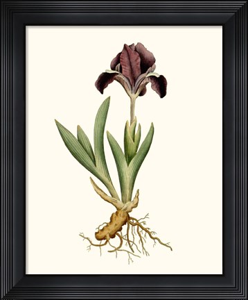 Framed Antique Iris IV Print