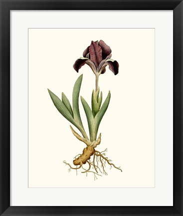 Framed Antique Iris IV Print