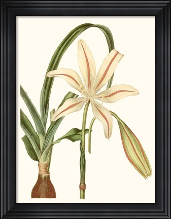 Framed Antique Amaryllis I Print
