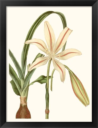 Framed Antique Amaryllis I Print