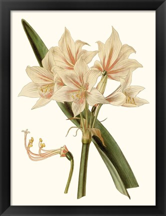 Framed Antique Amaryllis II Print