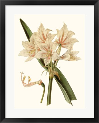 Framed Antique Amaryllis II Print