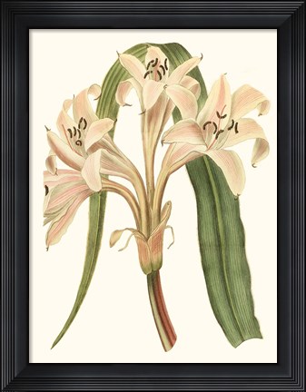 Framed Antique Amaryllis III Print