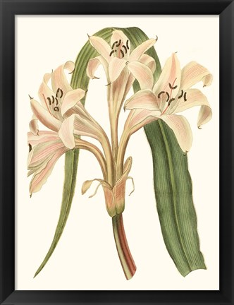 Framed Antique Amaryllis III Print