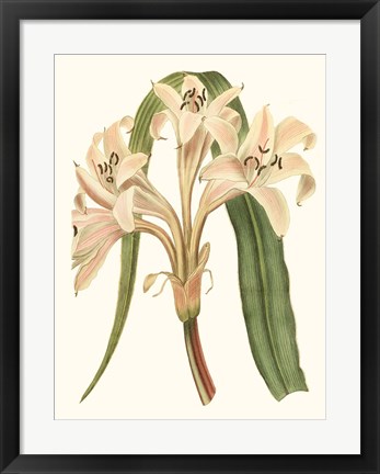 Framed Antique Amaryllis III Print