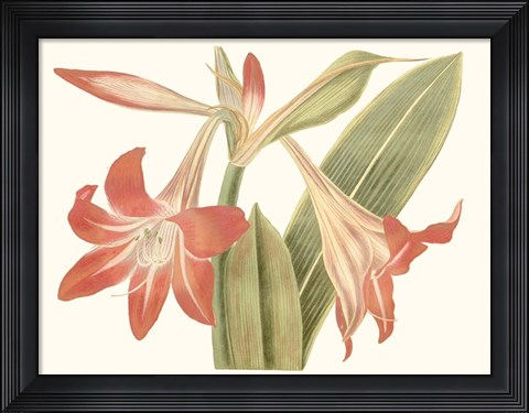 Framed Antique Amaryllis IV Print