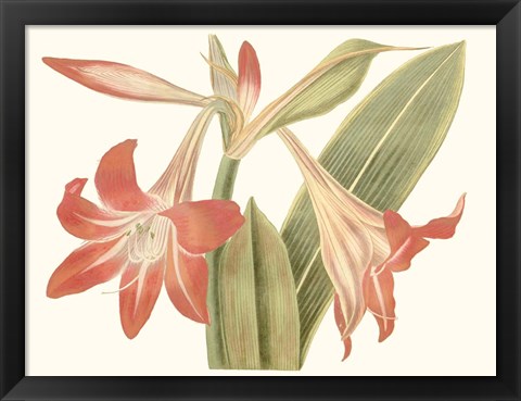 Framed Antique Amaryllis IV Print