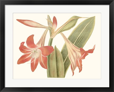 Framed Antique Amaryllis IV Print