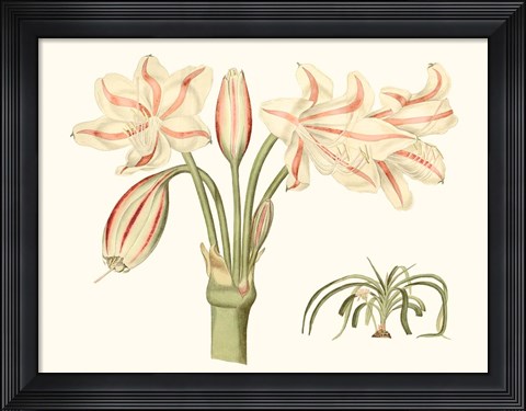 Framed Antique Amaryllis V Print