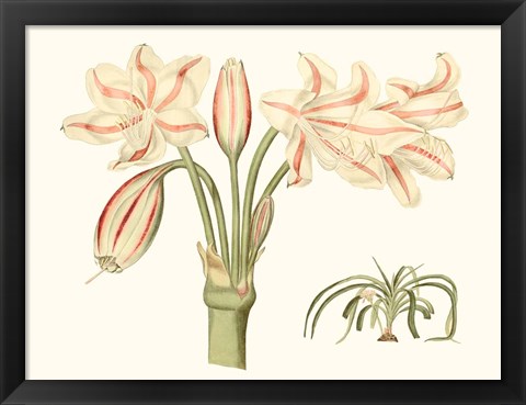 Framed Antique Amaryllis V Print