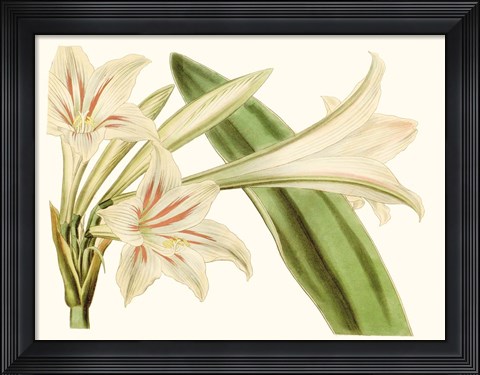 Framed Antique Amaryllis VI Print