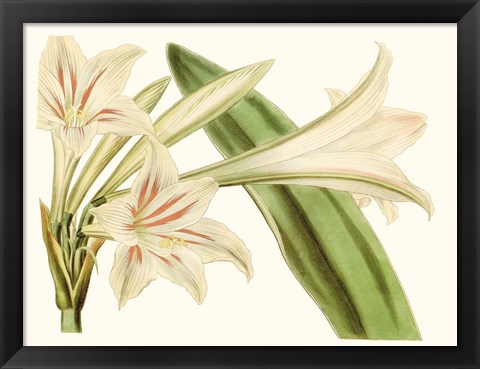 Framed Antique Amaryllis VI Print