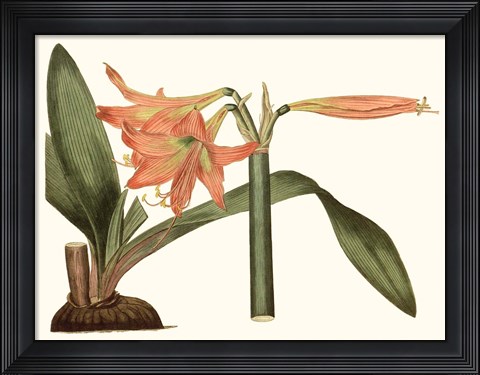 Framed Antique Amaryllis VII Print