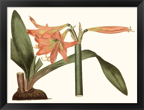 Framed Antique Amaryllis VII Print