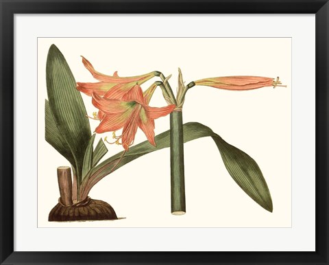 Framed Antique Amaryllis VII Print