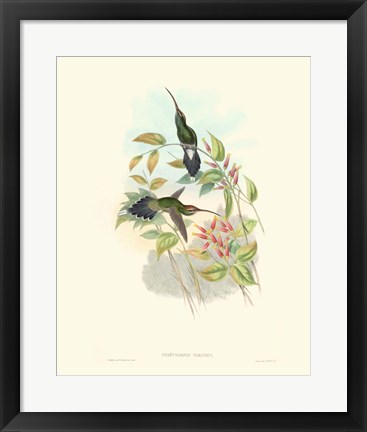 Framed Hummingbird Delight I Print