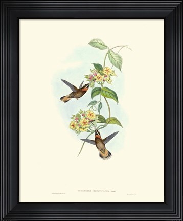 Framed Hummingbird Delight II Print