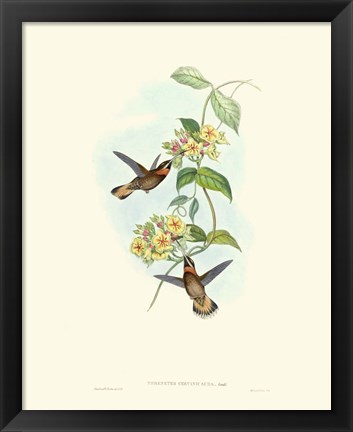 Framed Hummingbird Delight II Print