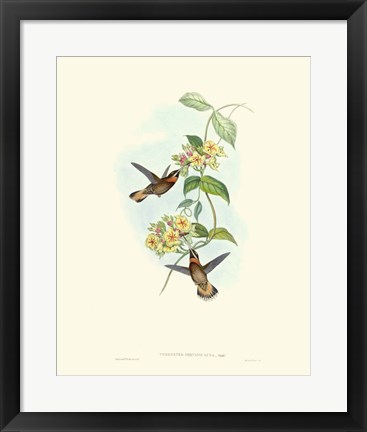 Framed Hummingbird Delight II Print