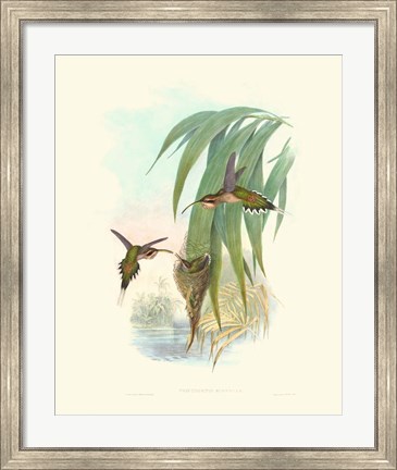 Framed Hummingbird Delight III Print