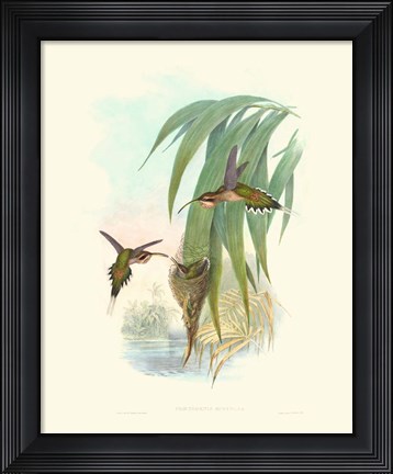 Framed Hummingbird Delight III Print