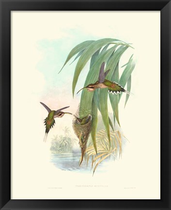 Framed Hummingbird Delight III Print