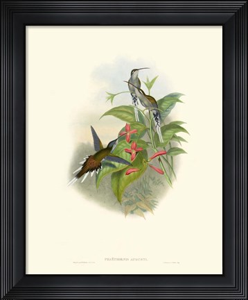 Framed Hummingbird Delight IV Print