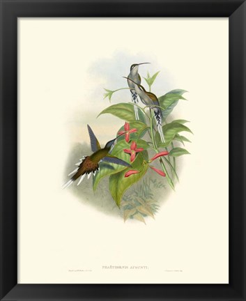 Framed Hummingbird Delight IV Print