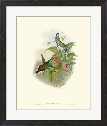 Framed Hummingbird Delight IV Print