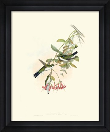 Framed Hummingbird Delight V Print