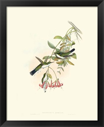 Framed Hummingbird Delight V Print