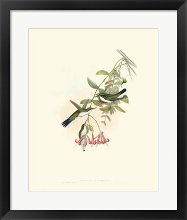 Framed Hummingbird Delight V Print