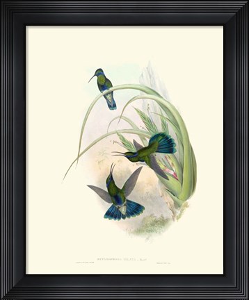 Framed Hummingbird Delight VI Print