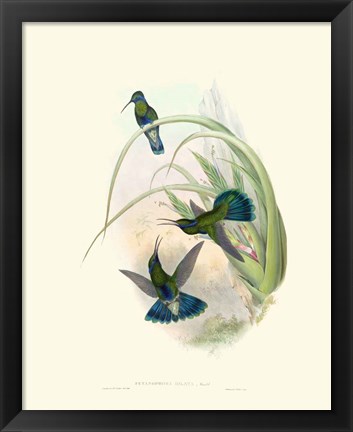 Framed Hummingbird Delight VI Print