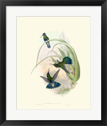 Framed Hummingbird Delight VI Print