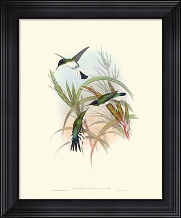 Framed Hummingbird Delight VII Print