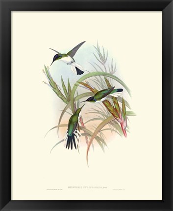 Framed Hummingbird Delight VII Print