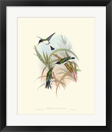Framed Hummingbird Delight VII Print